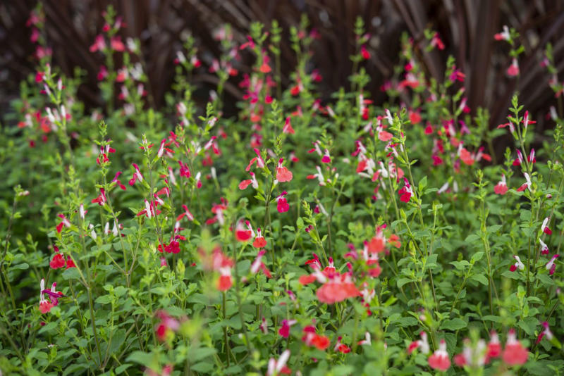 Hydrangeas, Rose of Sharon, Landscape Roses, Salvia 'Hot Lips'