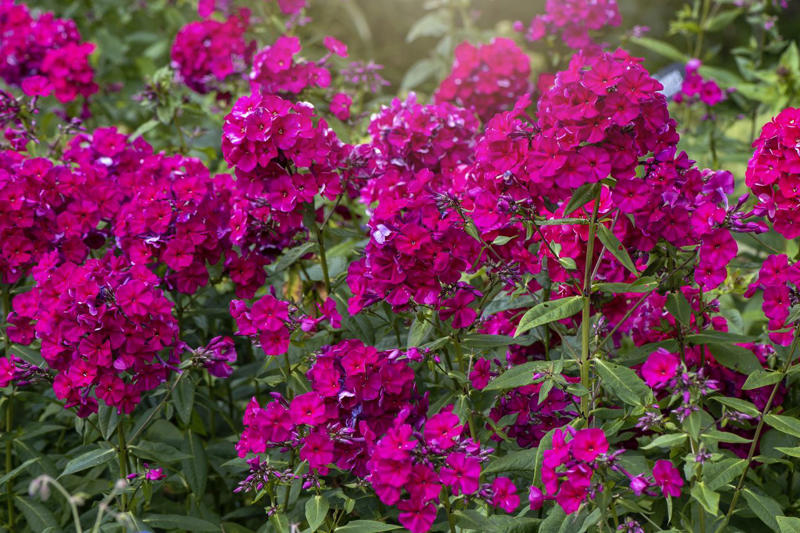Dianthus, Tuberose, Butterfly Ginger, Lavender, Garden Phlox, Bearded Iris, Chocolate Flower, Oriental Hybrid Lilies, Lily of the Valley, Rosemary, Chocolate Cosmos, Hyacinths, Blue Phlox, Anise Hyssop