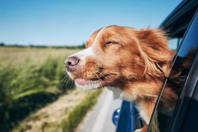 犬と『ドライブ』するときのタブー行為5選, 1.車内でフリーにさせる, 2.運転席や助手席に座らせる, 3.窓を全開にして外を見せる, 4.車内で留守番させる, 5.食後すぐにドライブする, 愛犬と楽しいドライブのはずが…重大なトラブルの危険性