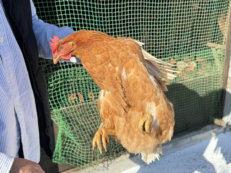 旨みと味が濃い「姫様のたまご」6個（720円)/10個（1,200円）, 三浦半島の海と大地が育てた味, 横須賀と三浦の境にある養鶏場, 父に内緒で育て始めた、200羽の鶏, 「元気か？」「顔色が悪いぞ」——声なき声に耳を澄ませて, 人間の都合ではなく、「姫達の生活リズム」に合わせて, 「姫様」にふさわしい、最高のおもてなし