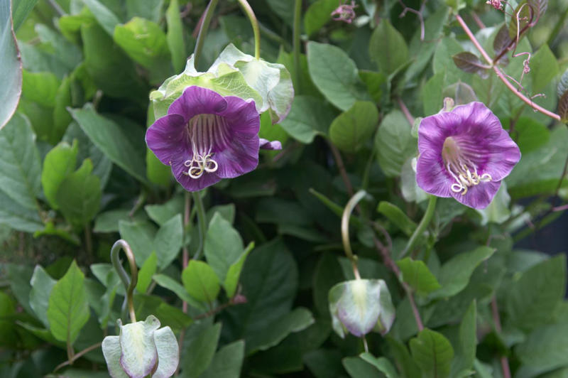 'Dortmund' Climbing Rose, Bougainvillea, Clematis, American Wisteria, Trumpet Creeper, Purple Passionflower (Maypop), Star Jasmine, Carolina Jessamine, Hybrid Mandevillas, Morning Glories, Crossvine, Coral Honeysuckle, Climbing Hydrangea, 'Peggy Martin' Rose, Common Honeysuckle, Black-Eyed Susan Vine, Cup And Saucer Vine, Sweet Pea