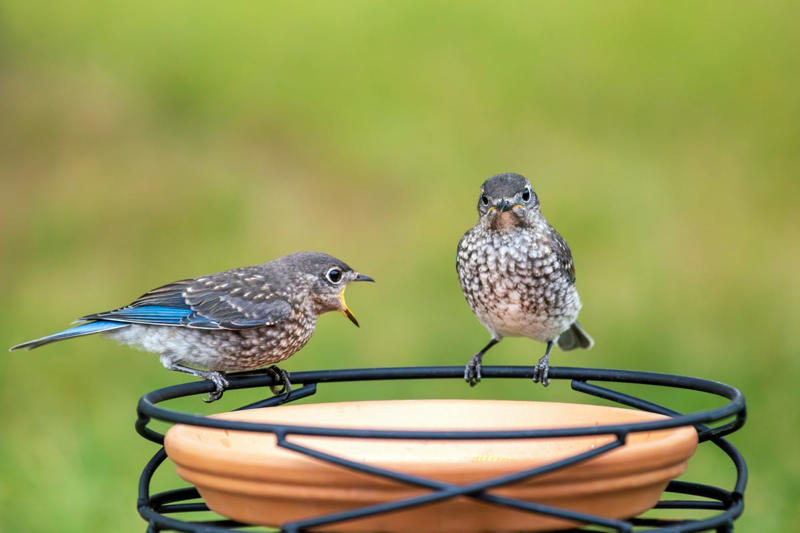 6) Saucer Bird Feeder 1) Plant Labels, 2) Garden Art, 4) Wreath, 5) Mini Pond, 6) Saucer Bird Feeder, 7) Toad House