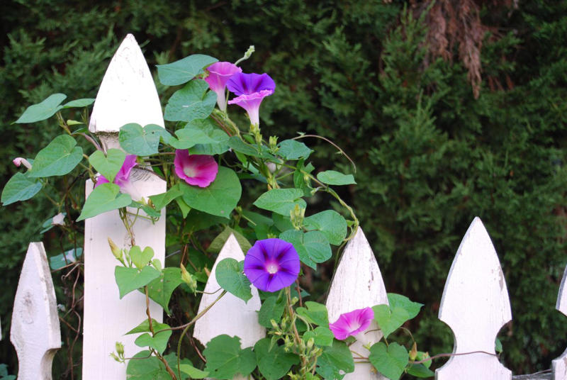 'Dortmund' Climbing Rose, Bougainvillea, Clematis, American Wisteria, Trumpet Creeper, Purple Passionflower (Maypop), Star Jasmine, Carolina Jessamine, Hybrid Mandevillas, Morning Glories, Crossvine, Coral Honeysuckle, Climbing Hydrangea, 'Peggy Martin' Rose, Common Honeysuckle, Black-Eyed Susan Vine, Cup And Saucer Vine, Sweet Pea