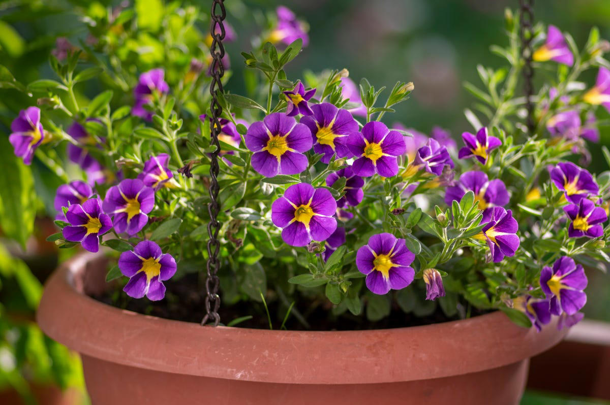 Sweet Alyssum, Calibrachoa (Million Bells), Annual Geraniums, Pansies and Violas