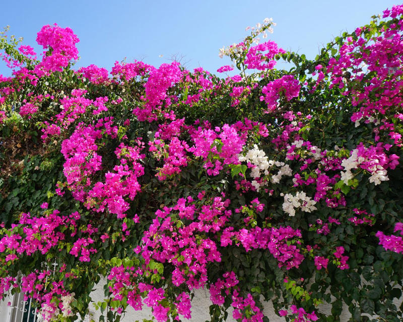 'Dortmund' Climbing Rose, Bougainvillea, Clematis, American Wisteria, Trumpet Creeper, Purple Passionflower (Maypop), Star Jasmine, Carolina Jessamine, Hybrid Mandevillas, Morning Glories, Crossvine, Coral Honeysuckle, Climbing Hydrangea, 'Peggy Martin' Rose, Common Honeysuckle, Black-Eyed Susan Vine, Cup And Saucer Vine, Sweet Pea