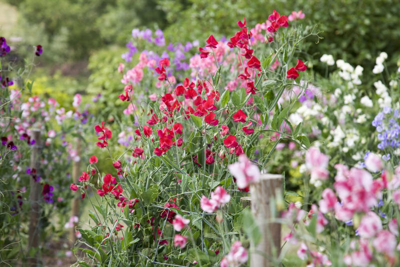 'Dortmund' Climbing Rose, Bougainvillea, Clematis, American Wisteria, Trumpet Creeper, Purple Passionflower (Maypop), Star Jasmine, Carolina Jessamine, Hybrid Mandevillas, Morning Glories, Crossvine, Coral Honeysuckle, Climbing Hydrangea, 'Peggy Martin' Rose, Common Honeysuckle, Black-Eyed Susan Vine, Cup And Saucer Vine, Sweet Pea