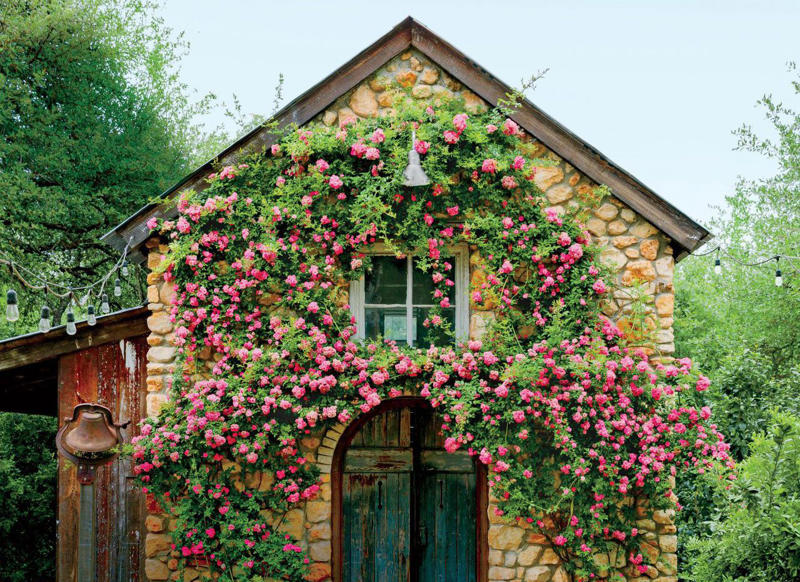 'Dortmund' Climbing Rose, Bougainvillea, Clematis, American Wisteria, Trumpet Creeper, Purple Passionflower (Maypop), Star Jasmine, Carolina Jessamine, Hybrid Mandevillas, Morning Glories, Crossvine, Coral Honeysuckle, Climbing Hydrangea, 'Peggy Martin' Rose, Common Honeysuckle, Black-Eyed Susan Vine, Cup And Saucer Vine, Sweet Pea