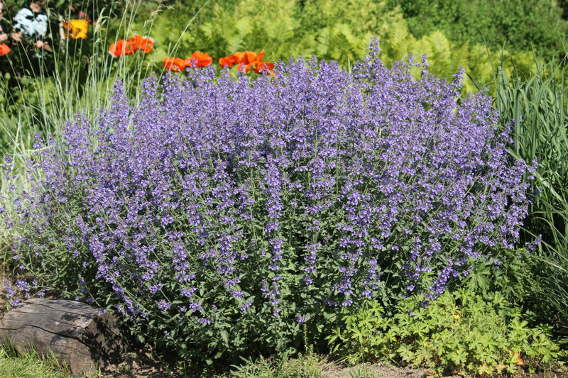 Sweet Alyssum, Calibrachoa (Million Bells), Annual Geraniums, Pansies and Violas