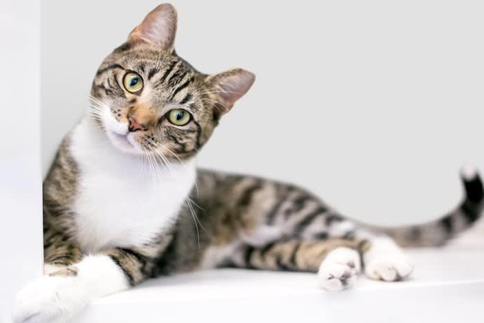 地震を感じとった猫の不思議な行動5つ, 1.急に落ち着きがなくなる, 2.高い場所や狭い所に隠れる, 3.外へ出たがる, 4.飼い主に密着する, 5.トイレや食欲に変化が出る, 猫は地震を「察知」する, 行動に異変が見られた時の対処法
