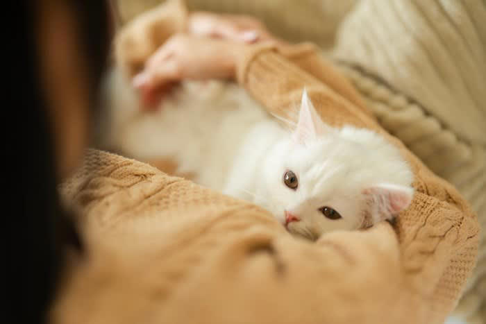 地震を感じとった猫の不思議な行動5つ, 1.急に落ち着きがなくなる, 2.高い場所や狭い所に隠れる, 3.外へ出たがる, 4.飼い主に密着する, 5.トイレや食欲に変化が出る, 猫は地震を「察知」する, 行動に異変が見られた時の対処法