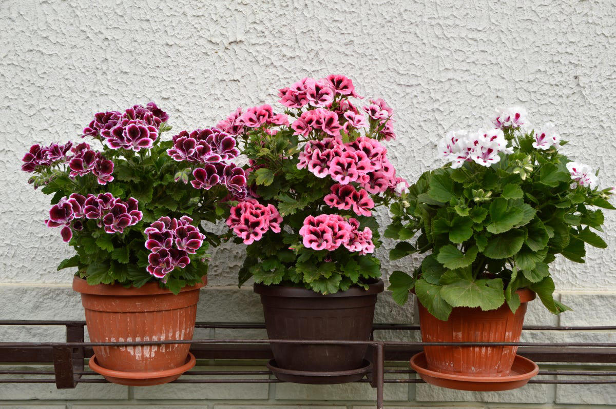 Sweet Alyssum, Calibrachoa (Million Bells), Annual Geraniums, Pansies and Violas