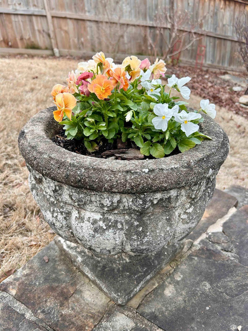 Sweet Alyssum, Calibrachoa (Million Bells), Annual Geraniums, Pansies and Violas
