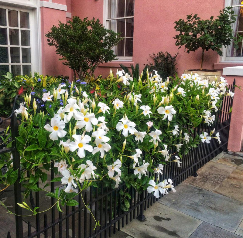 'Dortmund' Climbing Rose, Bougainvillea, Clematis, American Wisteria, Trumpet Creeper, Purple Passionflower (Maypop), Star Jasmine, Carolina Jessamine, Hybrid Mandevillas, Morning Glories, Crossvine, Coral Honeysuckle, Climbing Hydrangea, 'Peggy Martin' Rose, Common Honeysuckle, Black-Eyed Susan Vine, Cup And Saucer Vine, Sweet Pea
