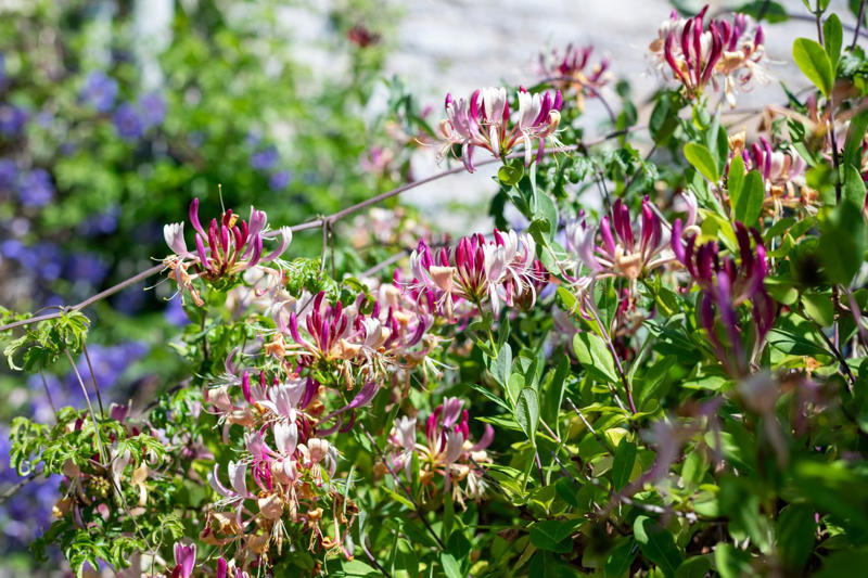 'Dortmund' Climbing Rose, Bougainvillea, Clematis, American Wisteria, Trumpet Creeper, Purple Passionflower (Maypop), Star Jasmine, Carolina Jessamine, Hybrid Mandevillas, Morning Glories, Crossvine, Coral Honeysuckle, Climbing Hydrangea, 'Peggy Martin' Rose, Common Honeysuckle, Black-Eyed Susan Vine, Cup And Saucer Vine, Sweet Pea