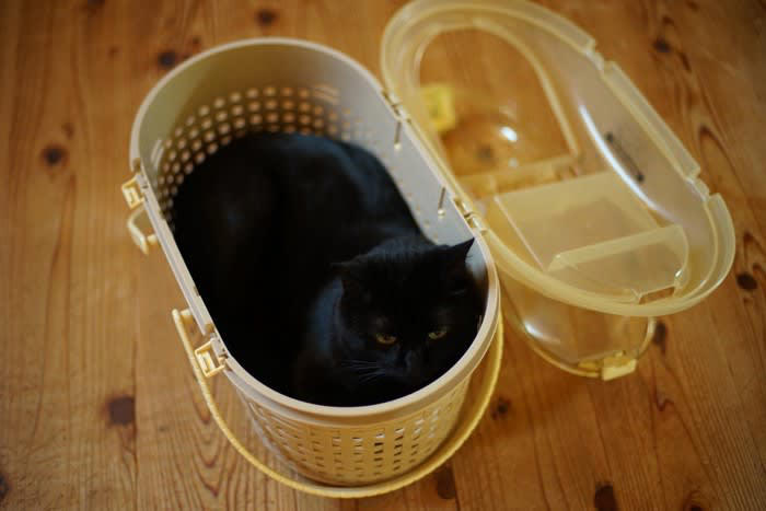 地震を感じとった猫の不思議な行動5つ, 1.急に落ち着きがなくなる, 2.高い場所や狭い所に隠れる, 3.外へ出たがる, 4.飼い主に密着する, 5.トイレや食欲に変化が出る, 猫は地震を「察知」する, 行動に異変が見られた時の対処法
