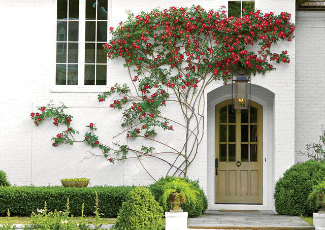 'Dortmund' Climbing Rose, Bougainvillea, Clematis, American Wisteria, Trumpet Creeper, Purple Passionflower (Maypop), Star Jasmine, Carolina Jessamine, Hybrid Mandevillas, Morning Glories, Crossvine, Coral Honeysuckle, Climbing Hydrangea, 'Peggy Martin' Rose, Common Honeysuckle, Black-Eyed Susan Vine, Cup And Saucer Vine, Sweet Pea