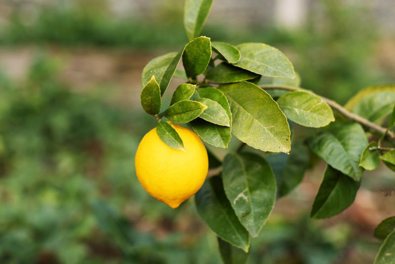 Calamondin, Elderberry, Mandarin, Mulberries