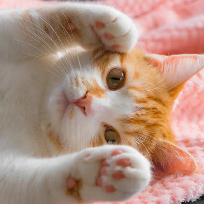 猫が『顔の近くで寝たがる』3つの心理, 1.あなたを「安全基地」と認識している, 2.匂いと体温に強く安心している, 3.無防備な姿を見せられるほど信頼している, 猫から安心と信頼を得るには？