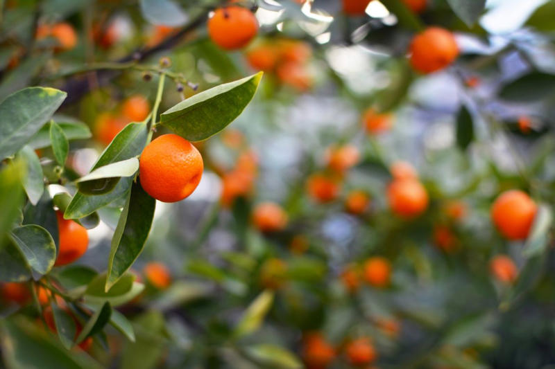 Calamondin, Elderberry, Mandarin, Mulberries