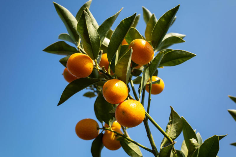 Calamondin, Elderberry, Mandarin, Mulberries