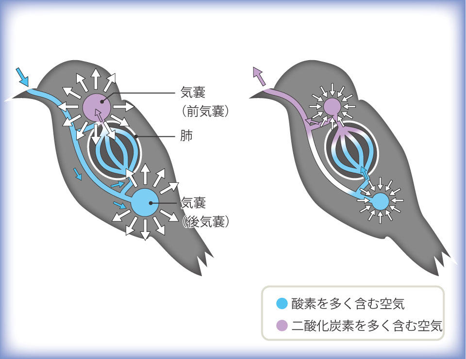 恐竜に追いやられて夜行性になった哺乳類!?, 現在も続く“飛翔する動物”の競合, 素晴らしい“羽毛”の機能, 骨から直接生える風切羽, コウモリの“飛膜”の飛翔能力, 鳥の優れた呼吸効率, 鳥は陸上生活に適応している, 鳥はよく道具を使う
