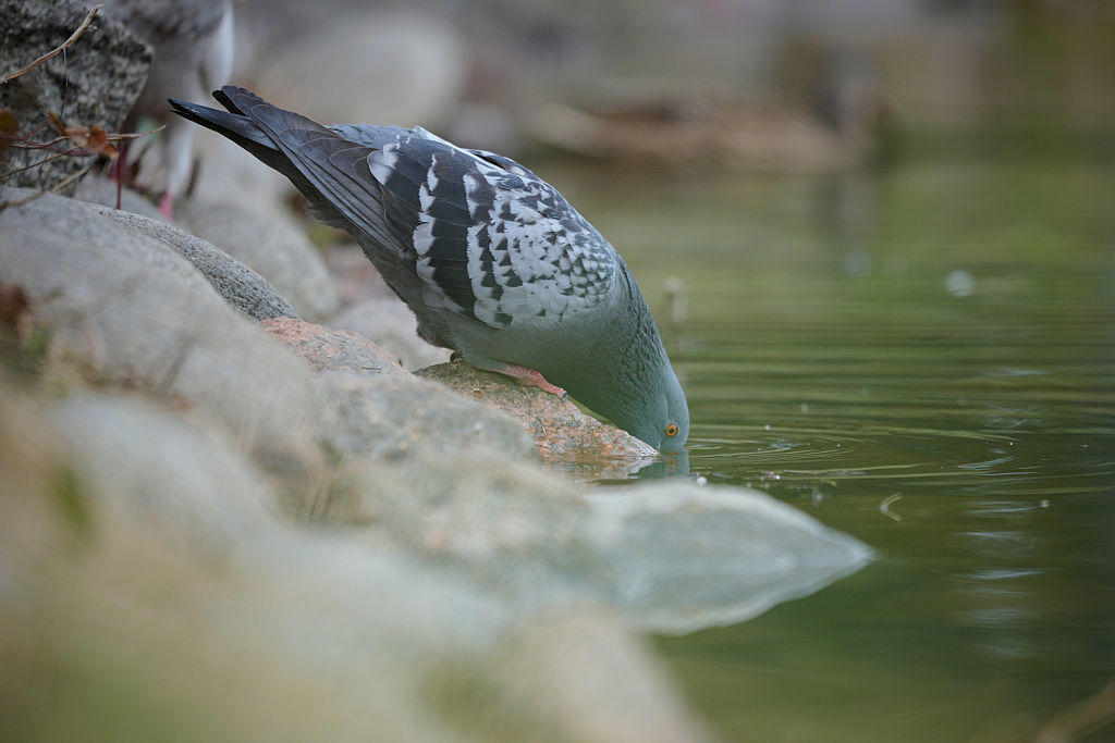 恐竜に追いやられて夜行性になった哺乳類!?, 現在も続く“飛翔する動物”の競合, 素晴らしい“羽毛”の機能, 骨から直接生える風切羽, コウモリの“飛膜”の飛翔能力, 鳥の優れた呼吸効率, 鳥は陸上生活に適応している, 鳥はよく道具を使う