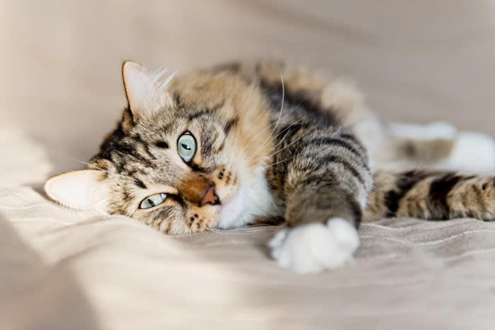 猫が『顔の近くで寝たがる』3つの心理, 1.あなたを「安全基地」と認識している, 2.匂いと体温に強く安心している, 3.無防備な姿を見せられるほど信頼している, 猫から安心と信頼を得るには？