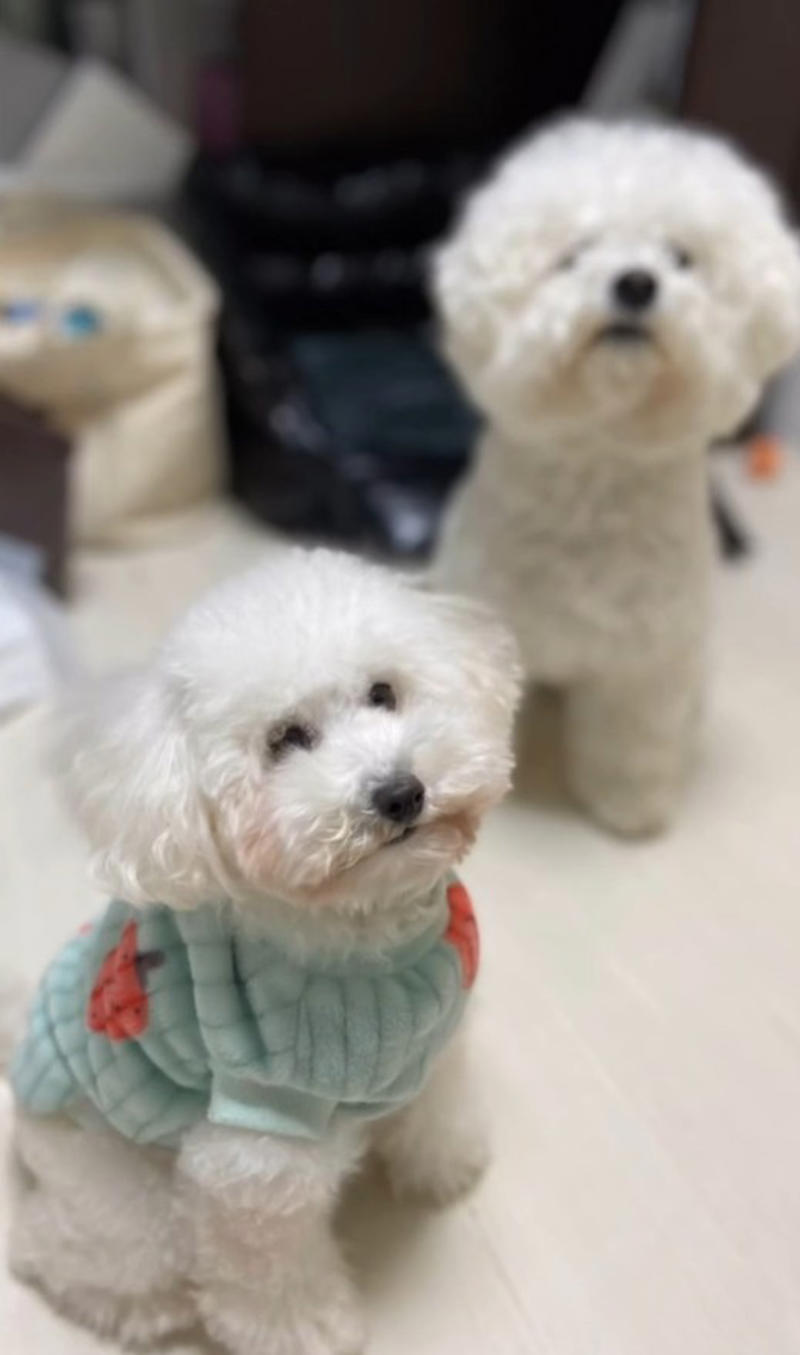  子犬と並べられていた「5年前生まれ」の犬, 目が合わなかった日々, “初めて”だらけの外の世界, 「必要なのは“時間”と“心の余白”」, 目を見てくれるようになった日,  “理不尽な仕組み”と向き合う