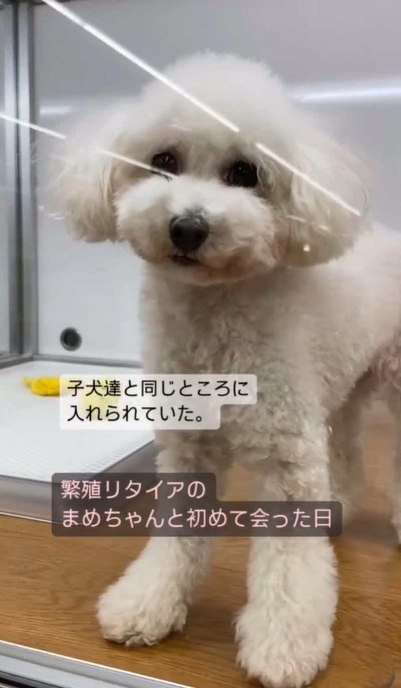  子犬と並べられていた「5年前生まれ」の犬, 目が合わなかった日々, “初めて”だらけの外の世界, 「必要なのは“時間”と“心の余白”」, 目を見てくれるようになった日,  “理不尽な仕組み”と向き合う