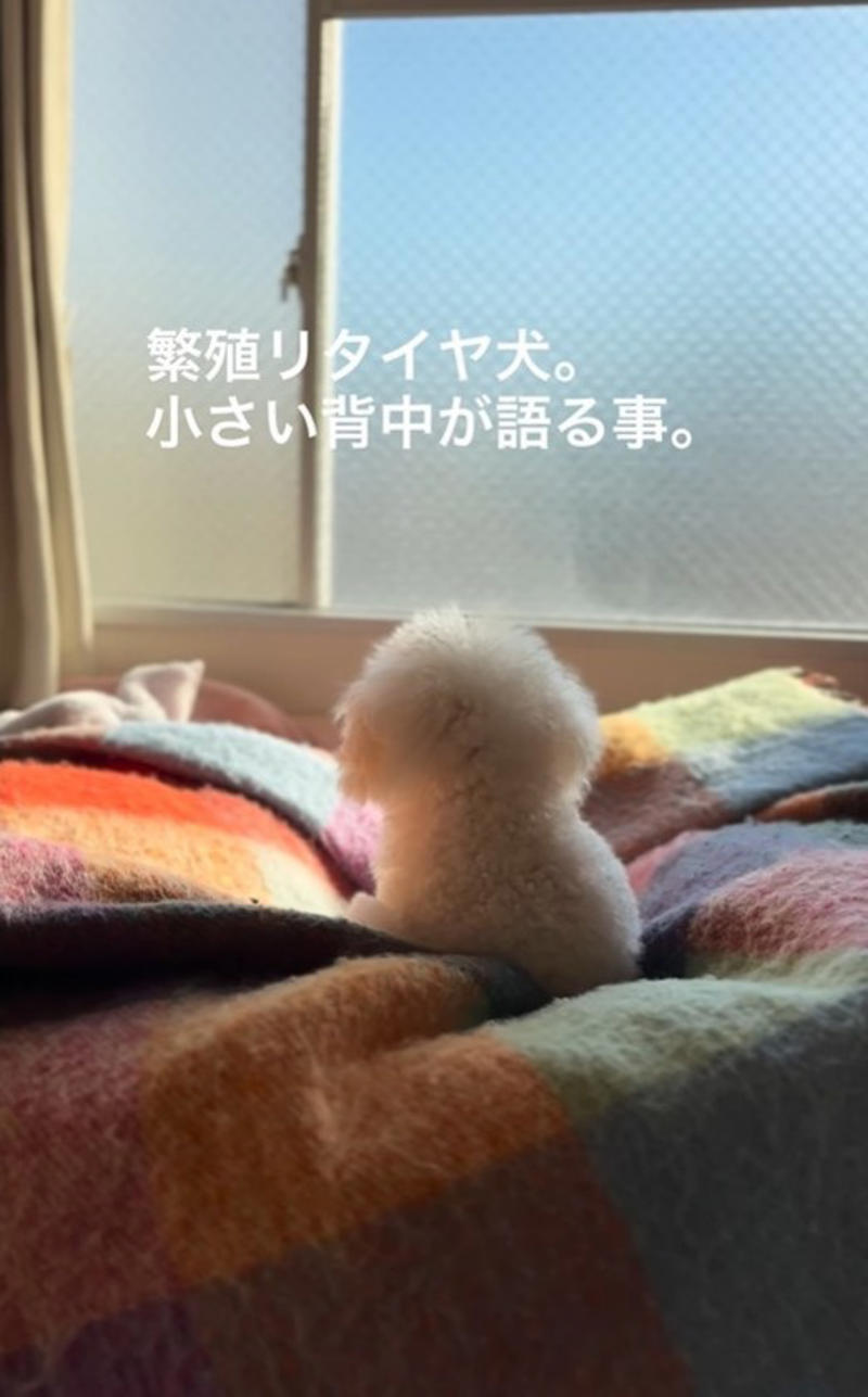  子犬と並べられていた「5年前生まれ」の犬, 目が合わなかった日々, “初めて”だらけの外の世界, 「必要なのは“時間”と“心の余白”」, 目を見てくれるようになった日,  “理不尽な仕組み”と向き合う