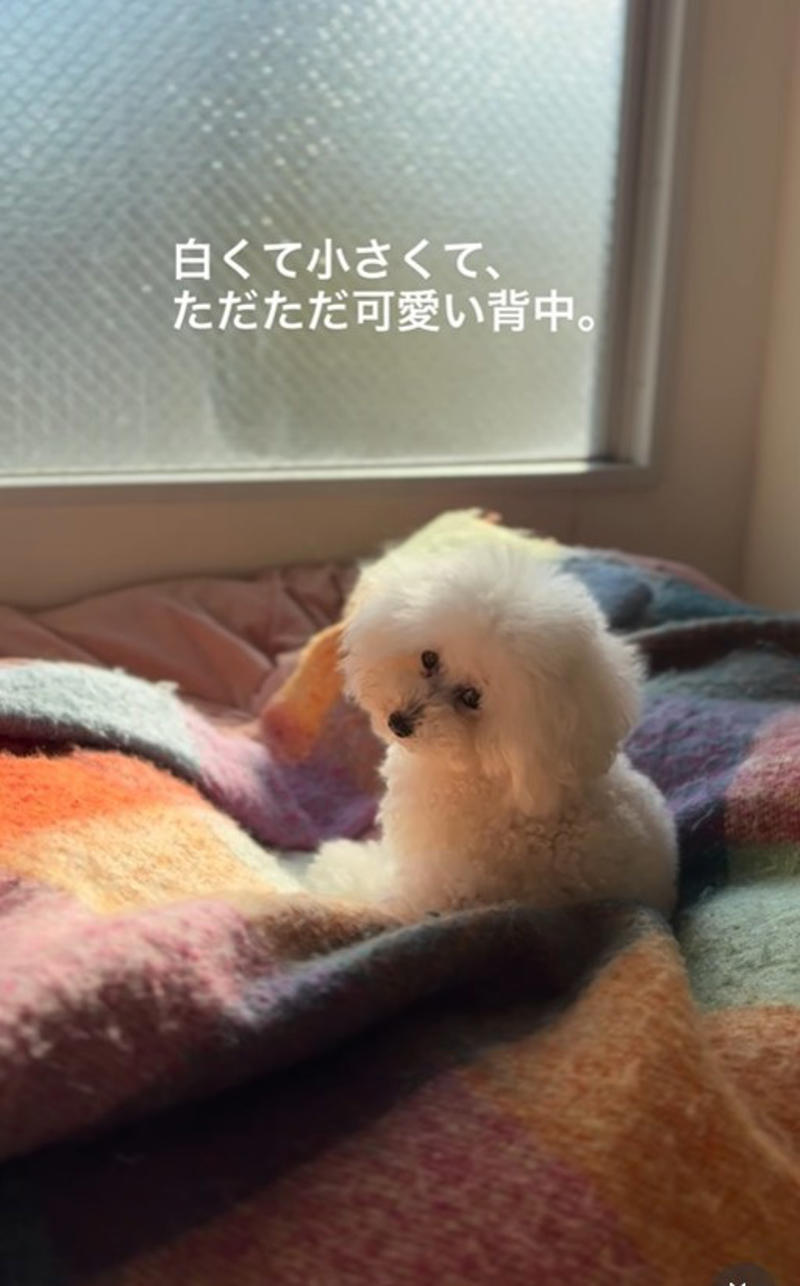  子犬と並べられていた「5年前生まれ」の犬, 目が合わなかった日々, “初めて”だらけの外の世界, 「必要なのは“時間”と“心の余白”」, 目を見てくれるようになった日,  “理不尽な仕組み”と向き合う
