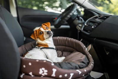 犬と『ドライブ』するときのタブー行為5選, 1.車内でフリーにさせる, 2.運転席や助手席に座らせる, 3.窓を全開にして外を見せる, 4.車内で留守番させる, 5.食後すぐにドライブする, 愛犬と楽しいドライブのはずが…重大なトラブルの危険性