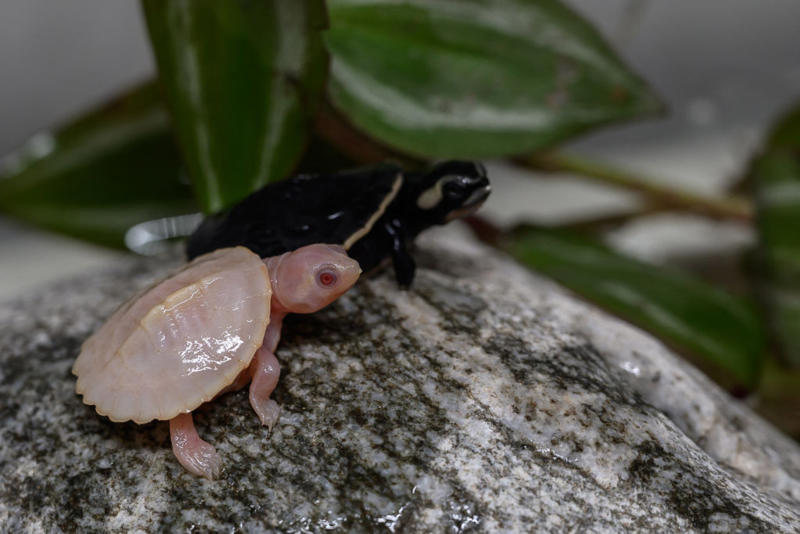 Take a look at these beautiful albino animals! Cambron-Casteau, Belgium, Kangaroo in Germany, Hodenhagen, Germany, Predator, Buenos Aires, Argentina, San Francisco, United States, Iwakuni, Japan, Rare beauty, Manila, Philippines, Time to rest, Elephants in Myanmar, Chon Buri, Thailand, Fearless, Paris, France