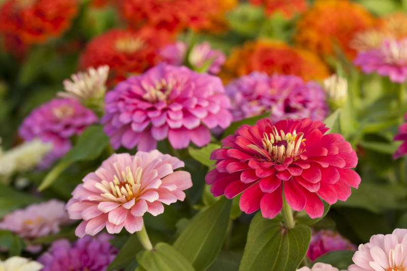 Petunias, Impatiens, Dianthus, Nasturtiums, Sweet Alyssum