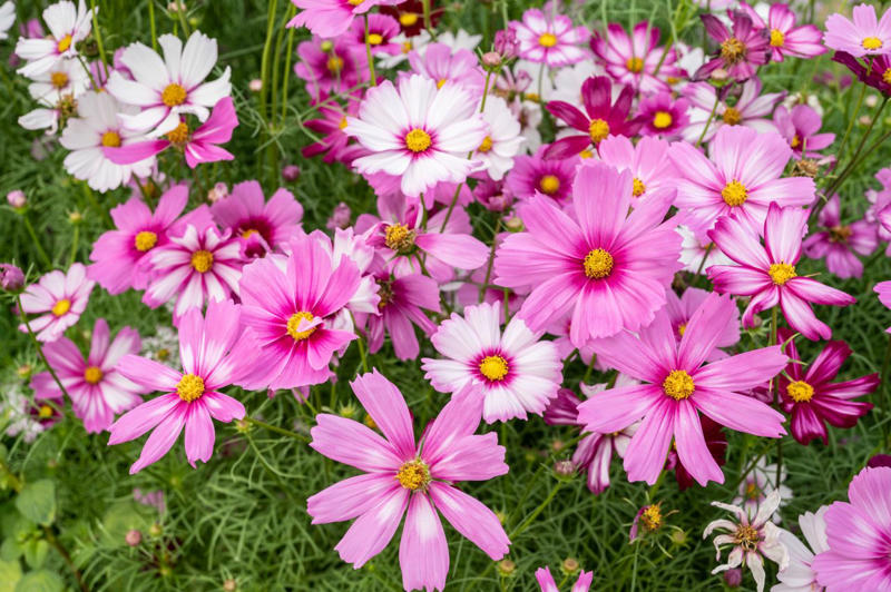 Petunias, Impatiens, Dianthus, Nasturtiums, Sweet Alyssum