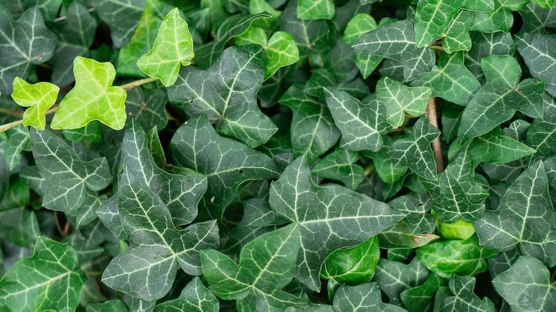 English ivy, Perwinkle, Elephant ears, Pampas grass, Blackberry, Banana tree, Guava tree, Water lily