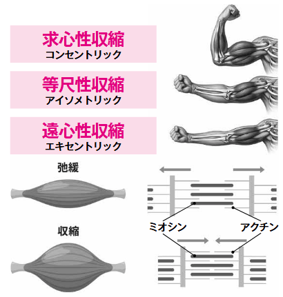 エキセントリックトレーニングは「ゆっくり下ろす」だけでは意味がない, 筋肉を圧倒的に肥大させるトレーニング法, エキセントリックトレーニングの効果, エキセントリックトレーニングの実践方法