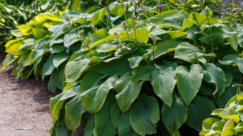 English ivy, Perwinkle, Elephant ears, Pampas grass, Blackberry, Banana tree, Guava tree, Water lily