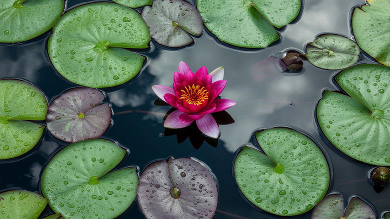 English ivy, Perwinkle, Elephant ears, Pampas grass, Blackberry, Banana tree, Guava tree, Water lily