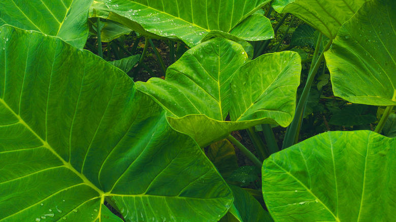 English ivy, Perwinkle, Elephant ears, Pampas grass, Blackberry, Banana tree, Guava tree, Water lily