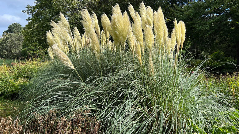 English ivy, Perwinkle, Elephant ears, Pampas grass, Blackberry, Banana tree, Guava tree, Water lily