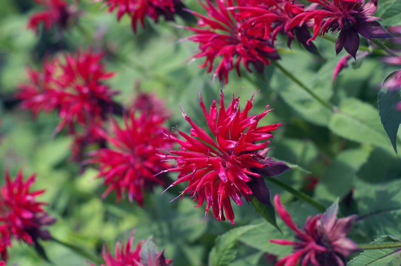 Bleeding Heart, Bee Balm, Garden Phlox, Shasta Daisy, Purple Coneflower, Threadleaf Coreopsis, Lamb's Ear, Lilyturf, Lily of the Valley, Black Eyed Susan, Butterfly Weed