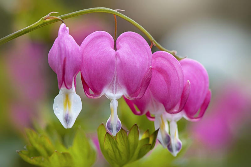 Bleeding Heart, Bee Balm, Garden Phlox, Shasta Daisy, Purple Coneflower, Threadleaf Coreopsis, Lamb's Ear, Lilyturf, Lily of the Valley, Black Eyed Susan, Butterfly Weed