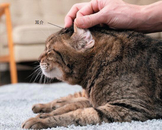 耳介の色がいつもと違う, 耳の中が赤い・腫れている, いつもより速い、浅い, 虹彩や白目に黒い斑点がある, 瞳孔がずっと開いている, にごりや充血がある, 目の大きさやまぶたの開き方、瞳孔の開き方が左右で違う, 耳や頬、輪郭が左右非対称, 上から見て片目が飛び出している, 顔や体が傾いている, 色・ツヤがいつもと違う, 歯肉や舌の色がいつもと違う, 歯石が付いている