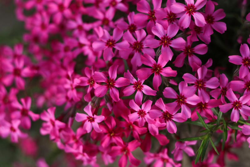 Bleeding Heart, Bee Balm, Garden Phlox, Shasta Daisy, Purple Coneflower, Threadleaf Coreopsis, Lamb's Ear, Lilyturf, Lily of the Valley, Black Eyed Susan, Butterfly Weed