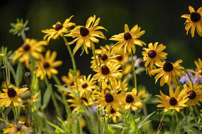 Bleeding Heart, Bee Balm, Garden Phlox, Shasta Daisy, Purple Coneflower, Threadleaf Coreopsis, Lamb's Ear, Lilyturf, Lily of the Valley, Black Eyed Susan, Butterfly Weed