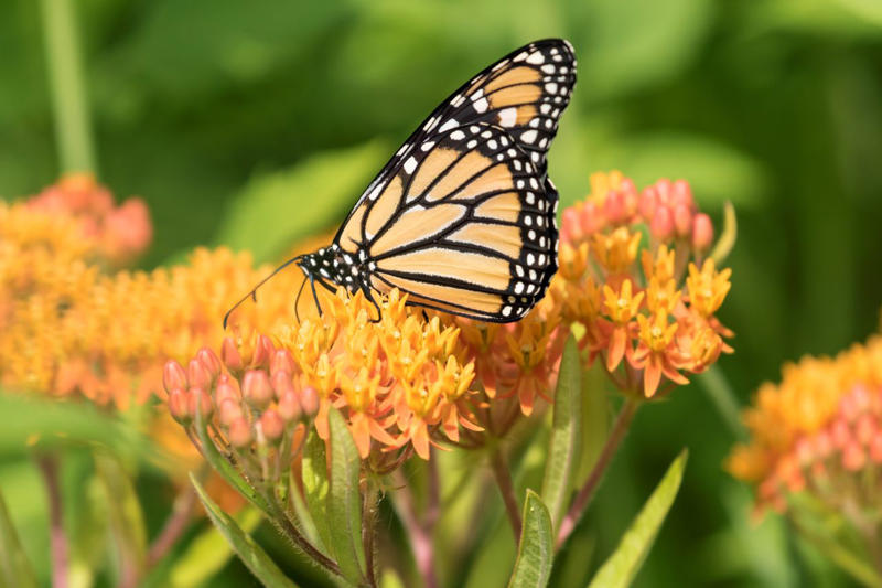 Bleeding Heart, Bee Balm, Garden Phlox, Shasta Daisy, Purple Coneflower, Threadleaf Coreopsis, Lamb's Ear, Lilyturf, Lily of the Valley, Black Eyed Susan, Butterfly Weed