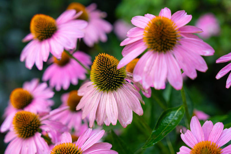 Bleeding Heart, Bee Balm, Garden Phlox, Shasta Daisy, Purple Coneflower, Threadleaf Coreopsis, Lamb's Ear, Lilyturf, Lily of the Valley, Black Eyed Susan, Butterfly Weed