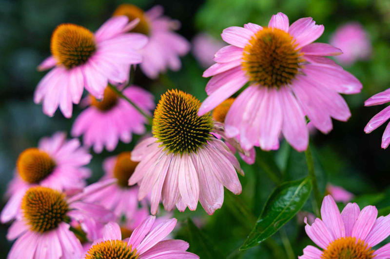 Bleeding Heart, Bee Balm, Garden Phlox, Shasta Daisy, Purple Coneflower, Threadleaf Coreopsis, Lamb's Ear, Lilyturf, Lily of the Valley, Black Eyed Susan, Butterfly Weed