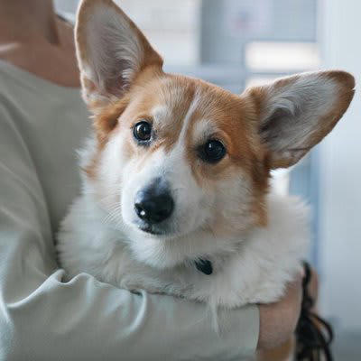 「優しい心をもつ犬」がみせる5つのサイン, 1.自分より小さい存在（子供や子犬）に手加減をする, 2.飼い主が悲しんでいるときに寄り添う, 3.他の犬に吠えられても受け流す, 4.じっと目を見つめてくる, 5.体の一部をピタッとくっつけてくる, 感情が安定している犬の特徴, 優しい犬と接する時の注意点